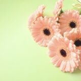 もう枯らさない、私にもできた。ガーベラ栽培、最初の30日で自信がつく安心ガイド