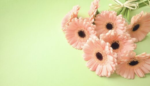 もう枯らさない、私にもできた。ガーベラ栽培、最初の30日で自信がつく安心ガイド